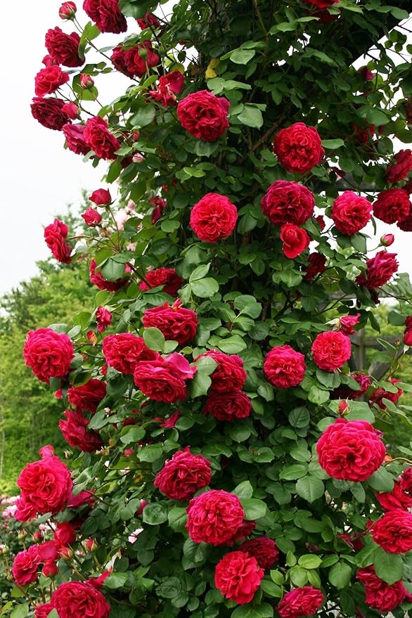Elegant Climbing Rose Flower Seeds-IMPORTED