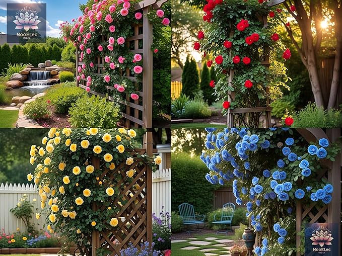 Elegant Climbing Rose Flower Seeds-IMPORTED