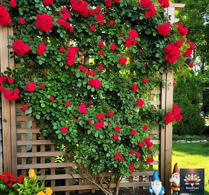 Elegant Climbing Rose Flower Seeds-IMPORTED